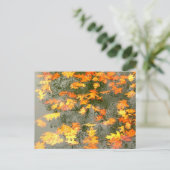 紅葉 ポストカード (スタンド正面)