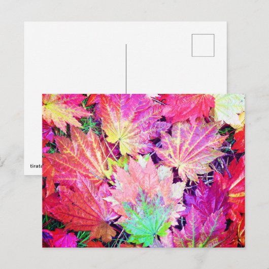 紅葉 ポストカード (正面/裏面)