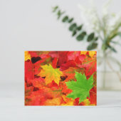 紅葉 ポストカード (スタンド正面)