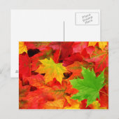 紅葉 ポストカード (正面/裏面)