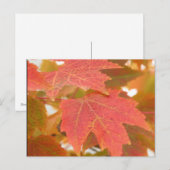 紅葉 ポストカード (正面/裏面)