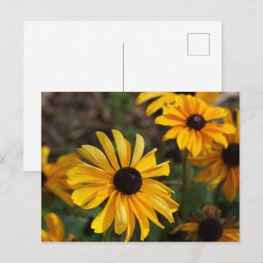 紅葉 ポストカード (正面/裏面)