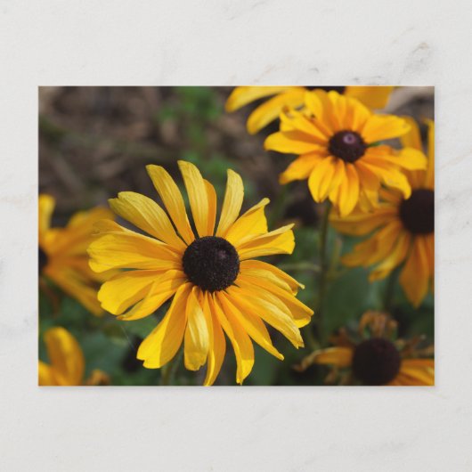 紅葉 ポストカード (正面)