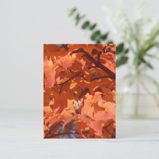 紅葉 ポストカード (スタンド正面)