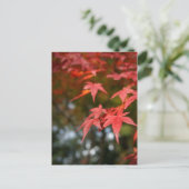 紅葉 ポストカード (スタンド正面)