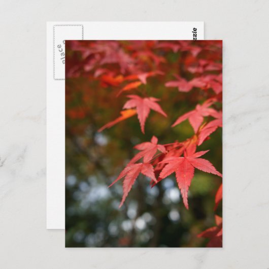 紅葉 ポストカード (正面/裏面)