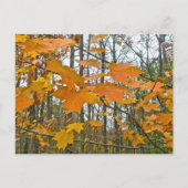 紅葉 ポストカード (正面)
