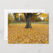 紅葉 ポストカード (正面/裏面)