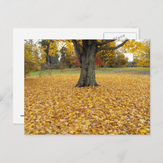 紅葉 ポストカード (正面/裏面)