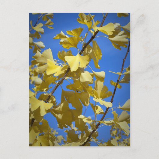 紅葉 ポストカード (正面)