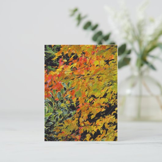 紅葉 ポストカード (スタンド正面)
