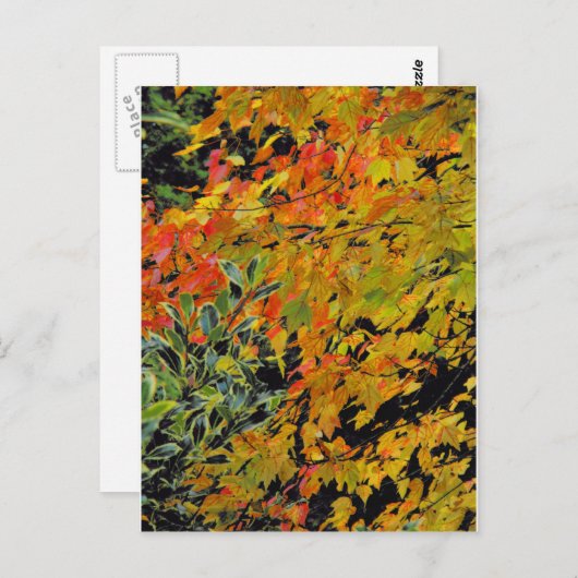 紅葉 ポストカード (正面/裏面)
