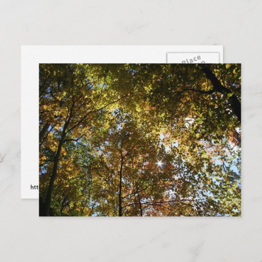 紅葉 ポストカード (正面/裏面)