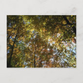 紅葉 ポストカード (正面)