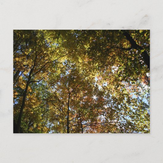 紅葉 ポストカード (正面)