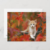 紅葉 ポストカード (正面/裏面)