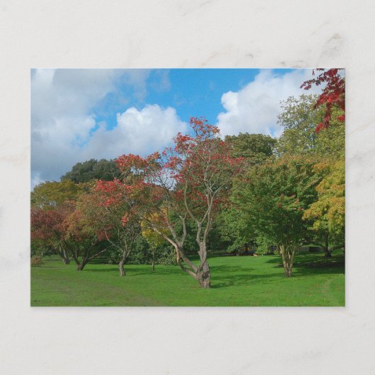紅葉 ポストカード (正面)