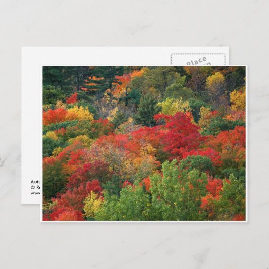 紅葉 ポストカード (正面/裏面)