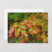 紅葉 ポストカード (正面/裏面)