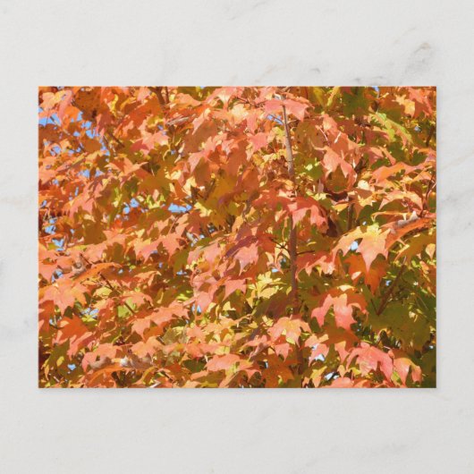紅葉 ポストカード (正面)