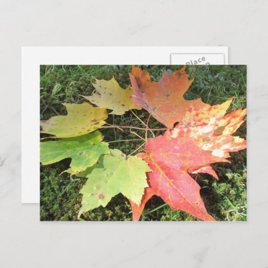 紅葉 ポストカード (正面/裏面)
