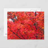 紅葉 ポストカード (正面/裏面)