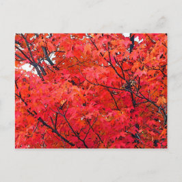 紅葉 ポストカード