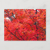 紅葉 ポストカード (正面)
