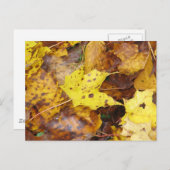 紅葉 ポストカード (正面/裏面)