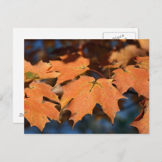 紅葉 ポストカード (正面/裏面)
