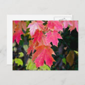 紅葉 ポストカード (正面/裏面)