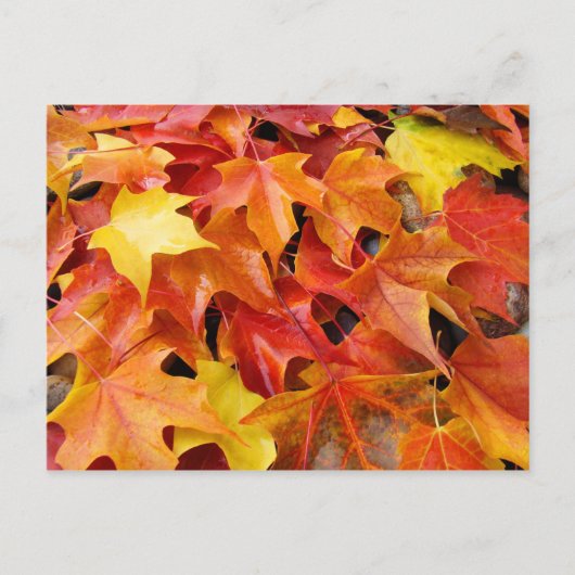 紅葉 ポストカード 色とりどりの秋の葉 (正面)