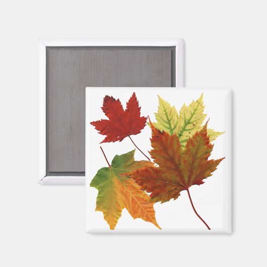 紅葉 マグネット (正面/裏面)