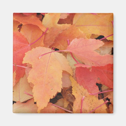 紅葉 マグネット (正面)