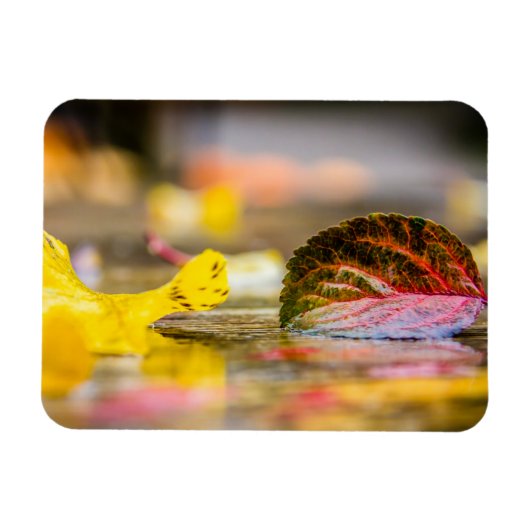 紅葉 マグネット (横)