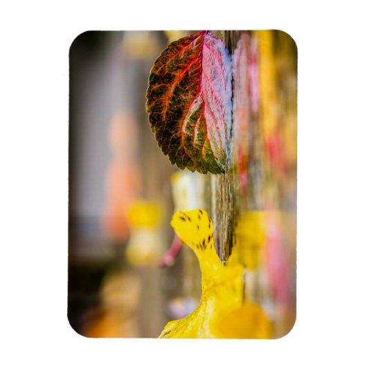 紅葉 マグネット (縦)