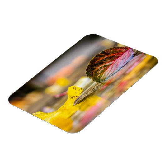 紅葉 マグネット (左側)