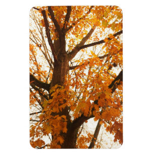 紅葉 マグネット