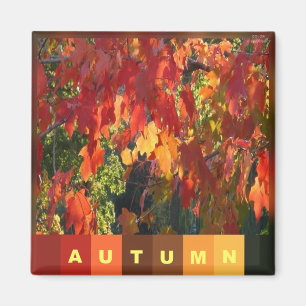 紅葉 マグネット