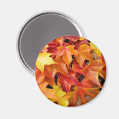 紅葉 マグネット 色とりどりの秋の木の葉 (正面/裏面)
