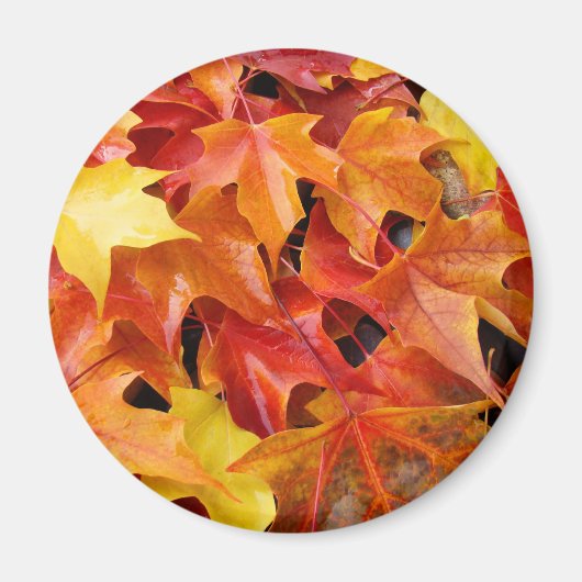 紅葉 マグネット 色とりどりの秋の木の葉 (正面)