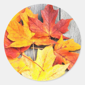 紅葉 ラウンドシール