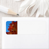 紅葉 ラベル (インサイチュ)