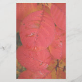 紅葉 便箋 (正面)