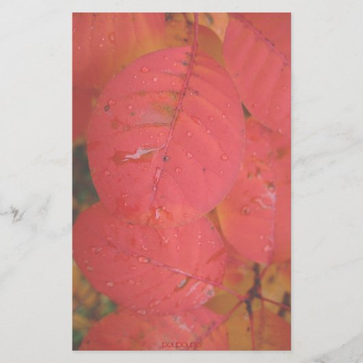 紅葉 便箋 (正面)