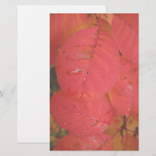 紅葉 便箋 (正面/裏面)