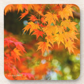 紅葉[懸命プラスチックコースター] コースター (正面)