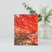 紅葉，札幌 ポストカード (スタンド正面)