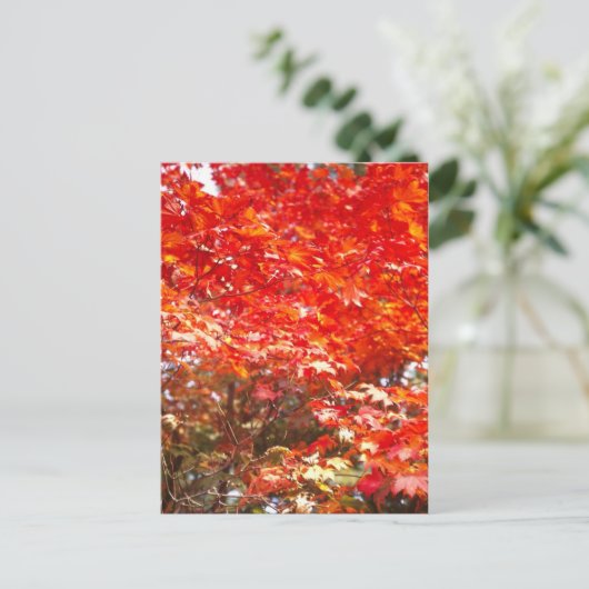 紅葉，札幌 ポストカード (スタンド正面)