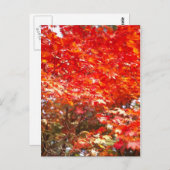紅葉，札幌 ポストカード (正面/裏面)